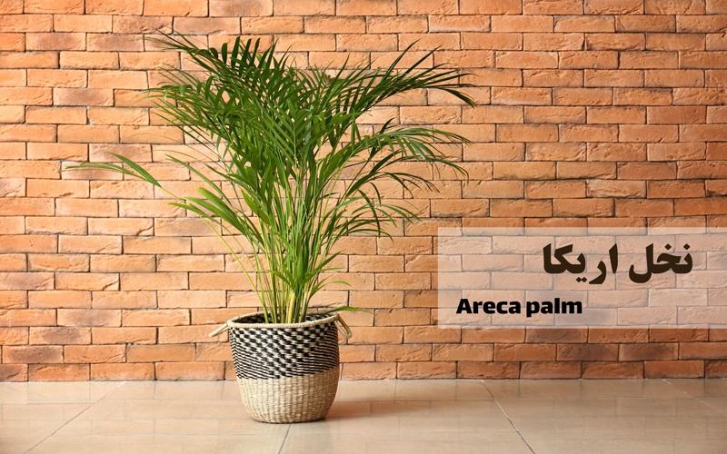 نخل اریکا