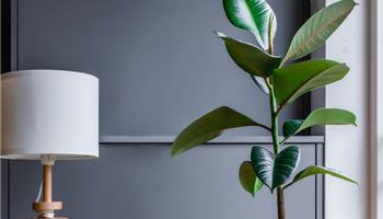 صفر تا صد نگهداری فیکوس بلک | فیکوس الاستیکا