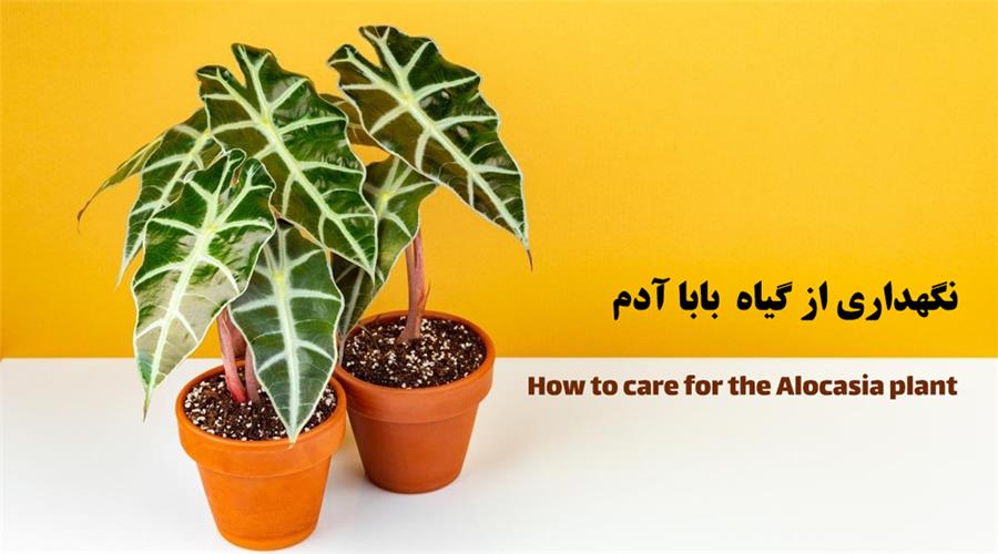 گل بابا آدم