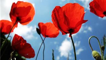 کاشت گل شقایق