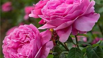 کاشت گل محمدی