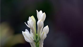 کاشت گل مریم 