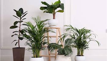 قویترین گیاهان اکسیژن ساز