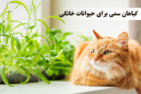 گیاهان سمی برای حیوانات خانگی  
