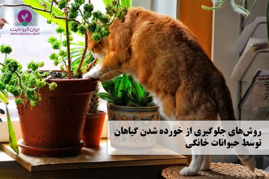 روش‌های جلوگیری از خورده شدن گیاهان توسط حیوانات خانگی