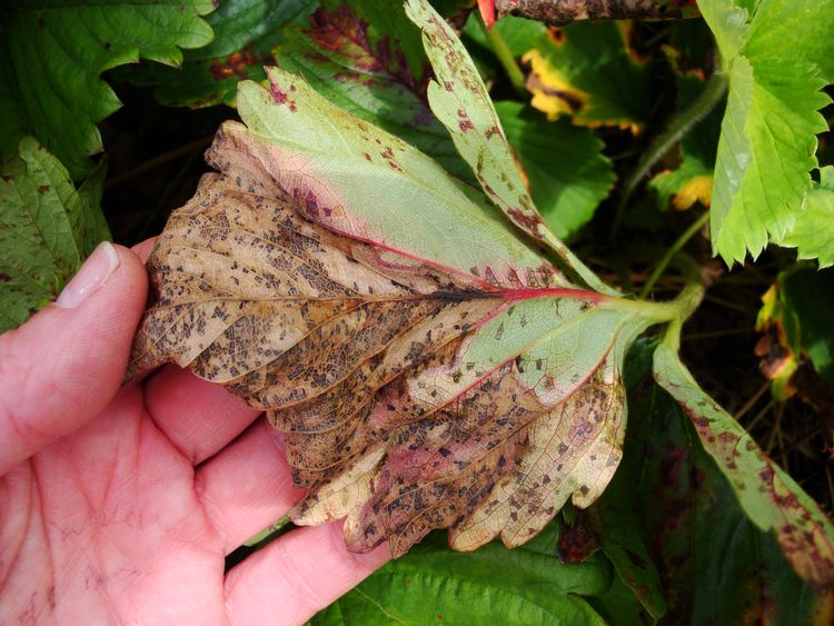 نکروز در گیاهان