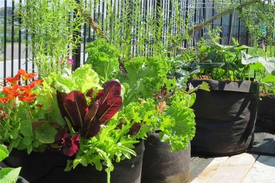 مزایای گلدان‌ پارچه‌ای نسبت به گلدان های معمولی