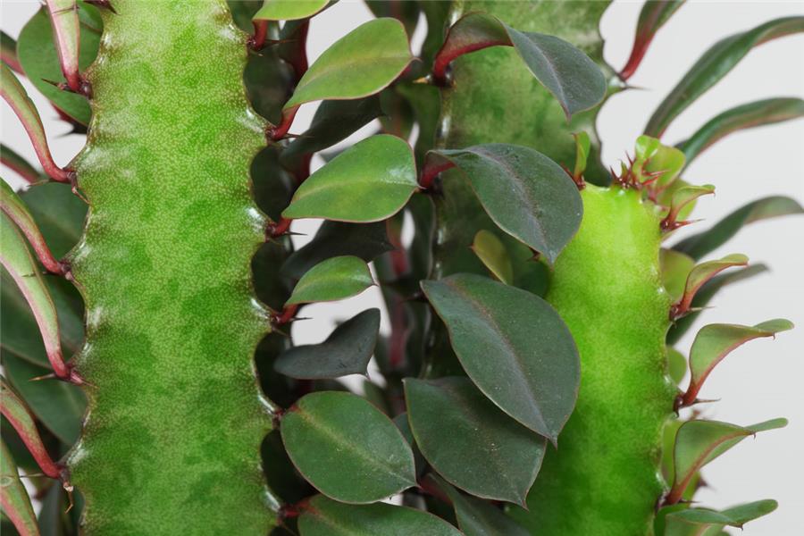 کاکتوس افوربیا