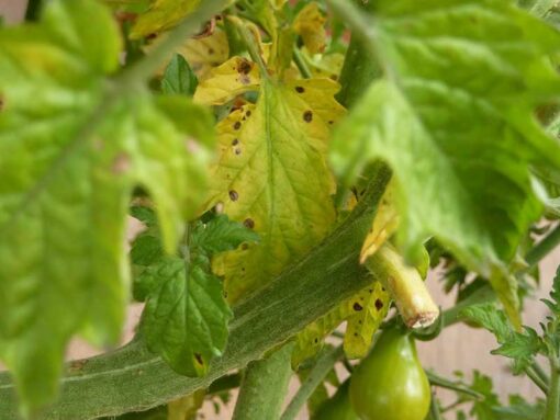 کلروز چیست؟