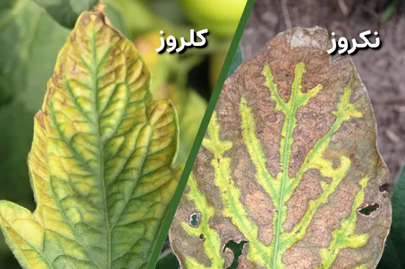 تفاوت کلروز و نکروز