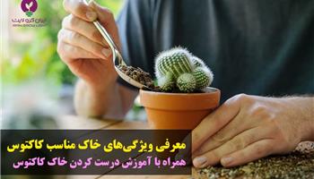 معرفی بهترین خاک کاکتوس + طرز تهیه