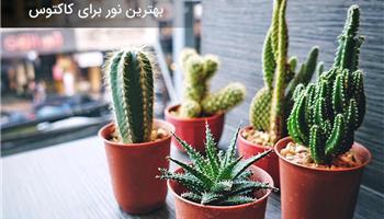 تامین نور مناسب کاکتوس
