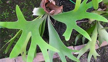 کاکتوس شاخ گوزنی