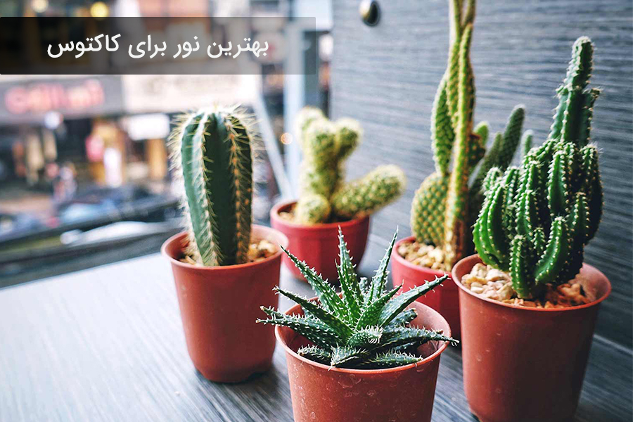 تامین نور مناسب کاکتوس