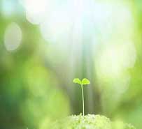 نیاز گیاهان به نور و کیفیت نوری 