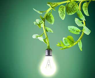 تاثیر شدت نور بر گیاه