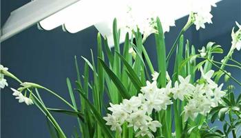 لامپ فلورسنت برای گیاهان