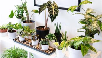 10 روش‌ تأمین رطوبت گیاهان آپارتمانی