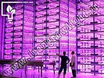 کشت بافت گیاهی در ایران