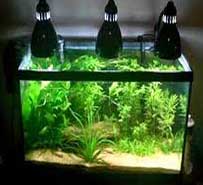 نور آکواریوم  گیاهی
