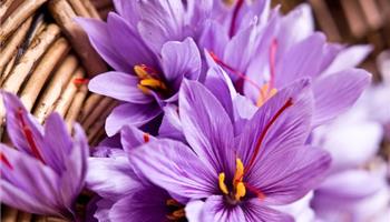 کاشت زعفران گلخانه ای 