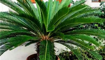 راهنمای جامع نگهداری سیکاس