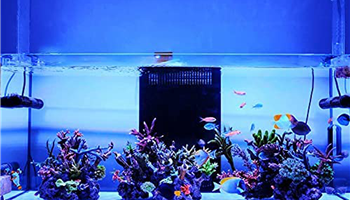 اهمیت نورپردازی در آکواریوم آب شور