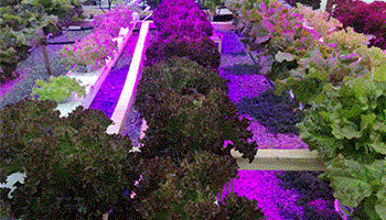 ال ای دی رشد گیاه