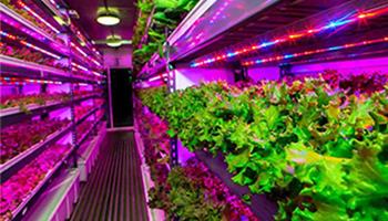 تاثير نور در کشت بافت