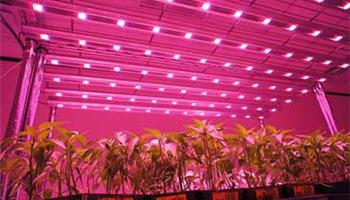 چراغ ال ای دی برای گلخانه