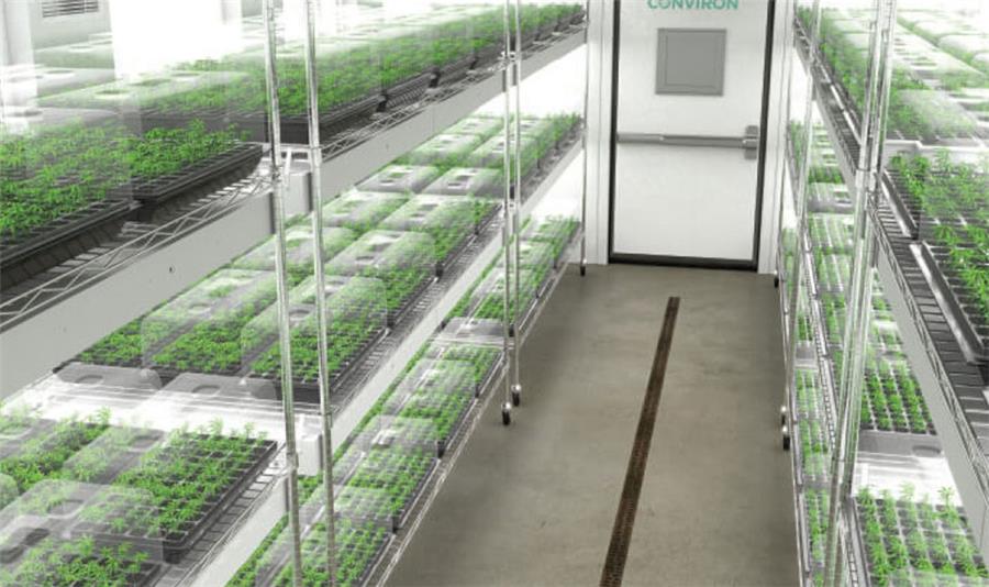 قلمه گرفتن از گیاه شاهدانه 