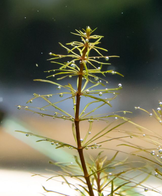 نور آکواریوم پلنت