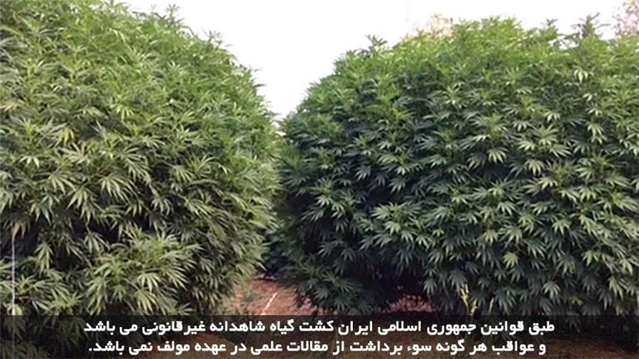 کاشت کانابیس در زمین کشاورزی