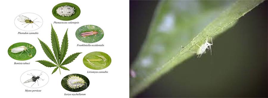 آفت کش شاهدانه