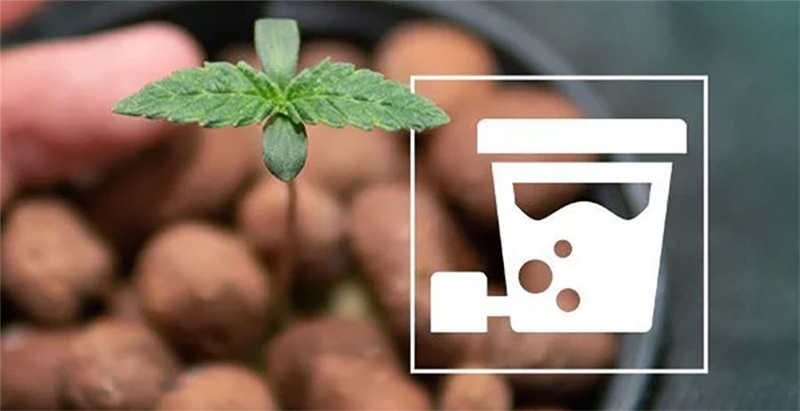 کاشت کانابیس به روش هیدروپونیک