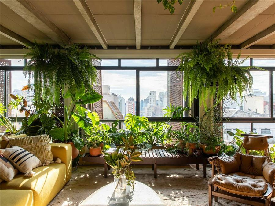 گیاه آپارتمانی مقاوم