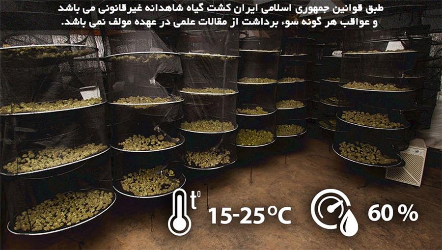 برداشت شاهدانه