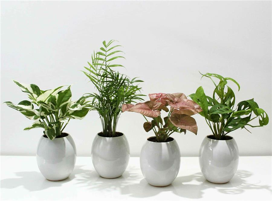 گیاهان آپارتمانی با رشد سریع