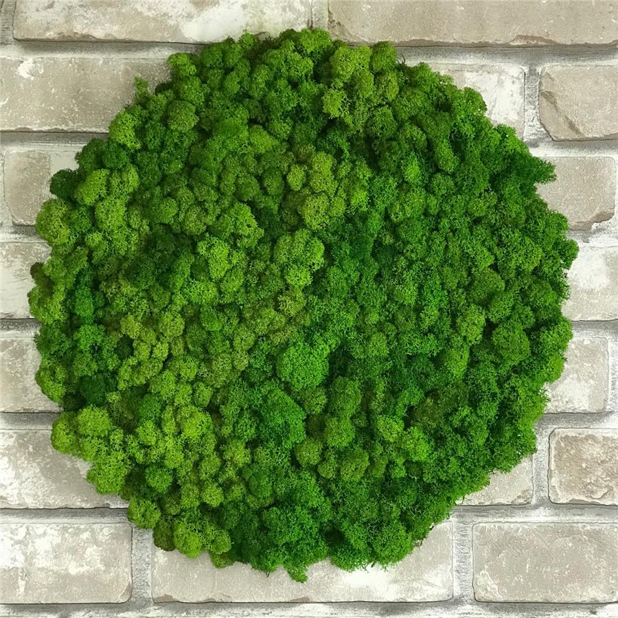 خزه تثبیت شده