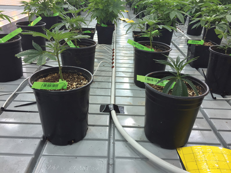 آبیاری شاهدانه