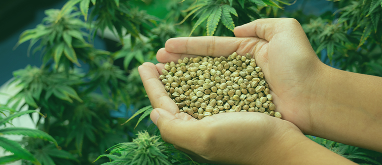 انواع بذر شاهدانه