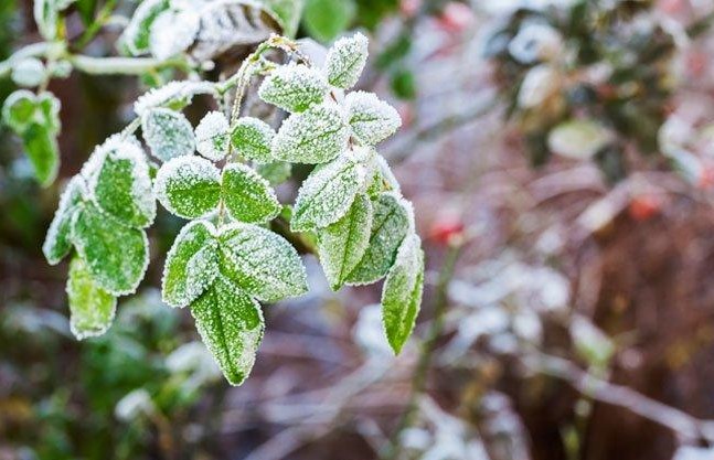 نشانه‌های سرمازدگی گیاهان آپارتمانی