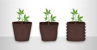 گلدان مناسب برای کشت گیاه کانابیس
