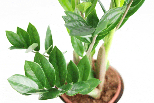 روش نگهداری و تکثیر زاموفیلیا