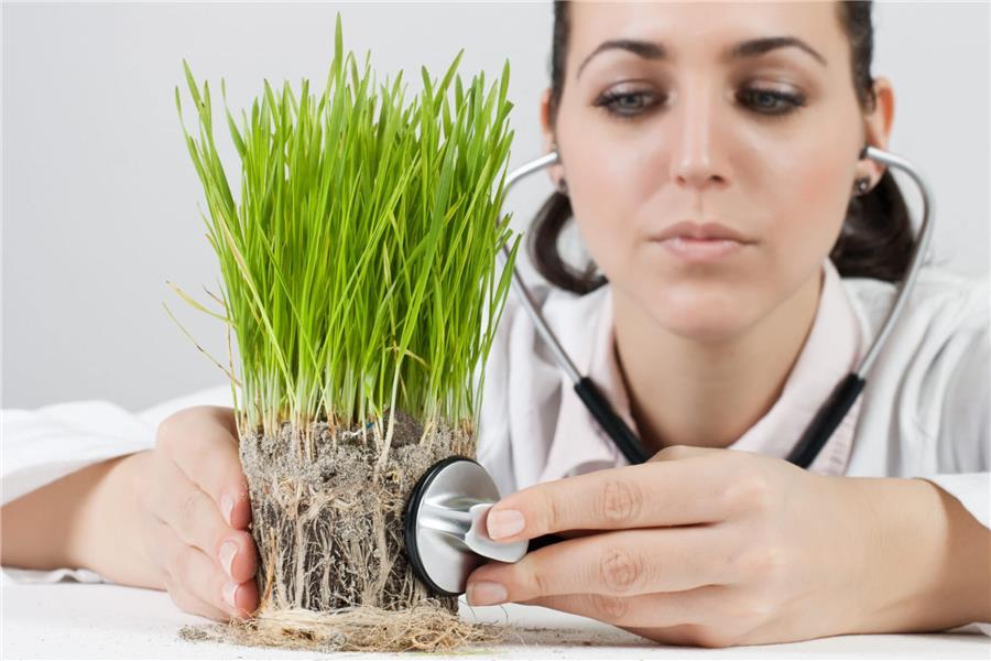 مشاوره آنلاین گیاه پزشکی/ ویزیت گل و گیاه در منزل/اورژانس گل و گیاه