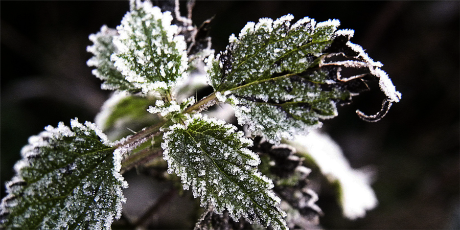 گیاهان حساس به سرما