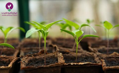 نشاء پیوندی