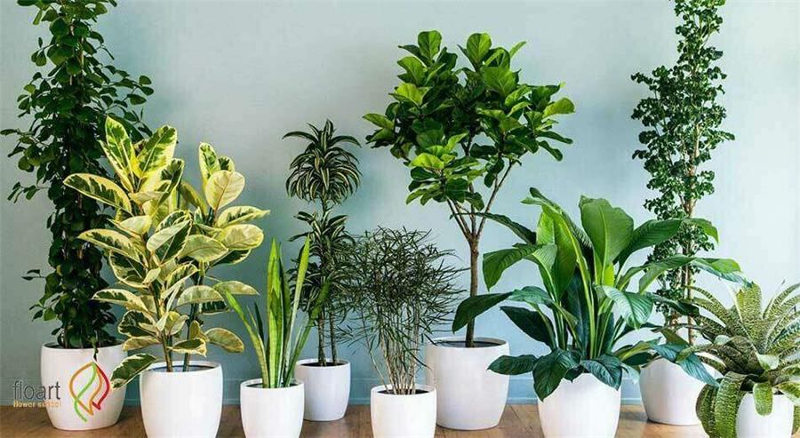 گیاهان آپارتمانی بدون گل برای هر سبک دکوراسیون
