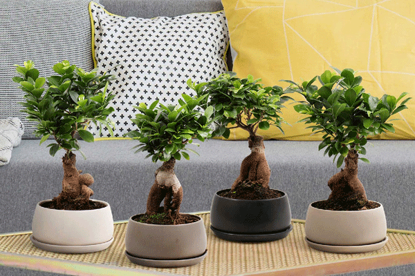 انواع بونسای