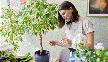 طرز نگهداری گیاه بنجامین